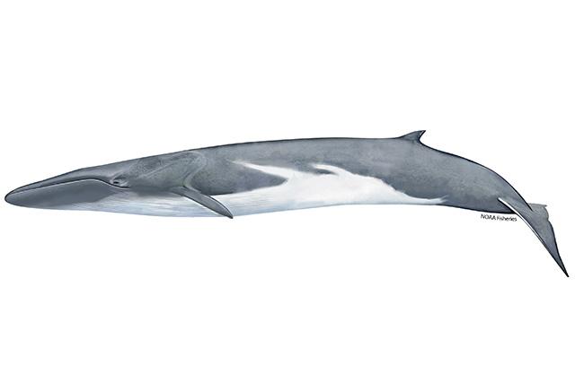 Finback whale