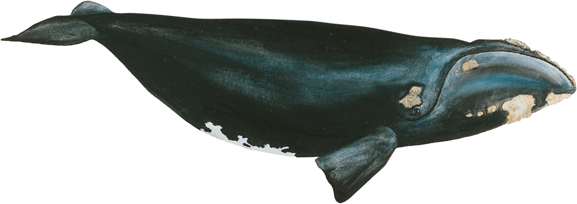 Right whale