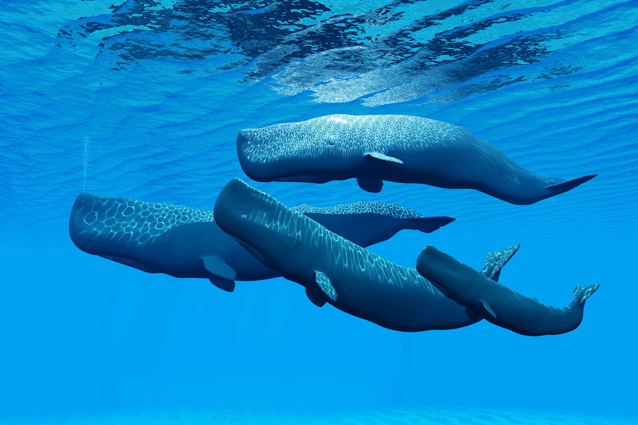 A pack of sperm whales